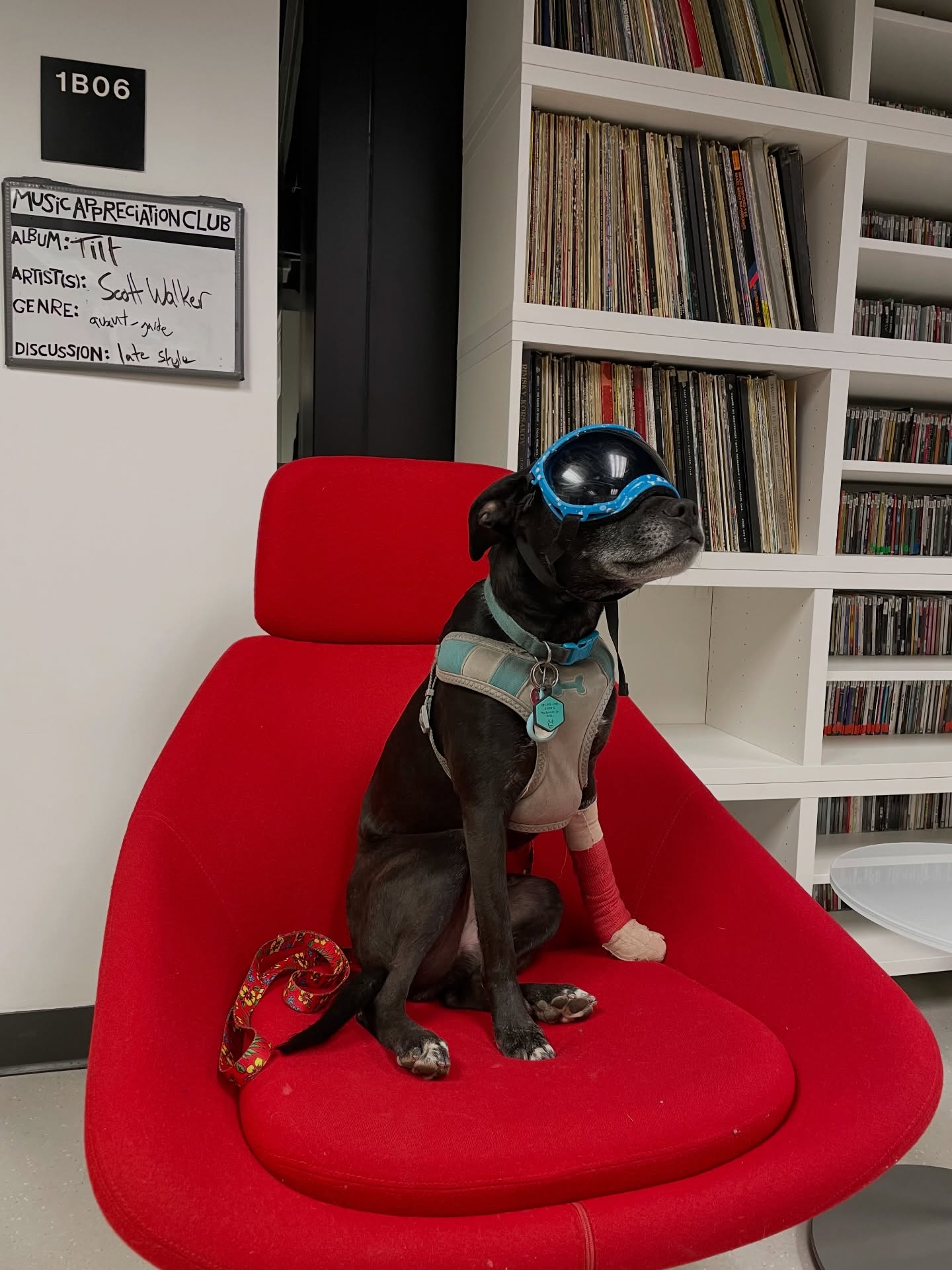 Just a normal 1190 Sunday: Lily recreates our iconic Space Dog (iykyk) in the record room while talking records with @thehearttransistor - her fave so far is the B-52s and Rock Lobster 🦞