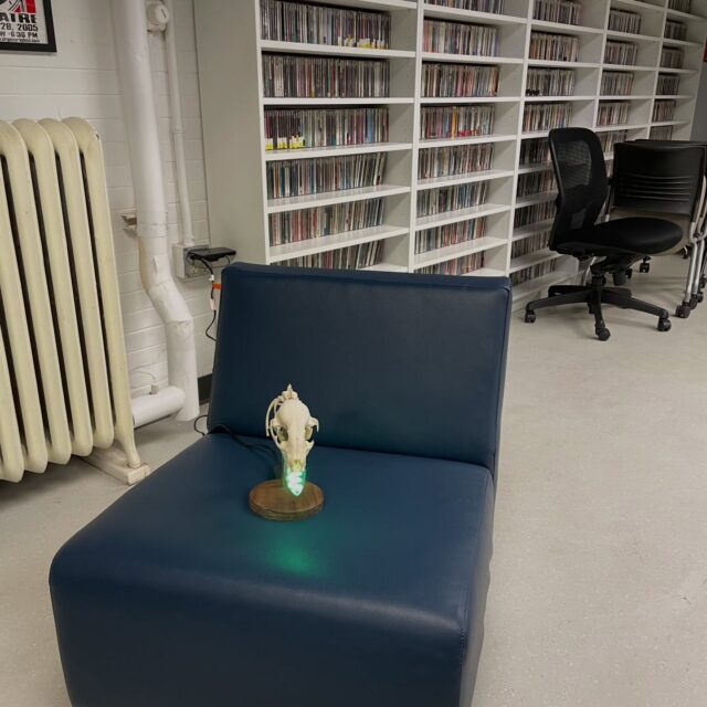 Raccoon lamp. Situation normal. (@inkskye built it!)