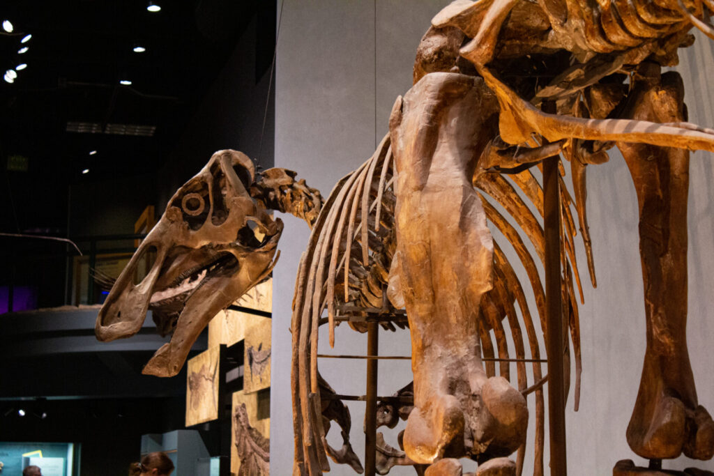 dinosaur at denver museum of nature and science